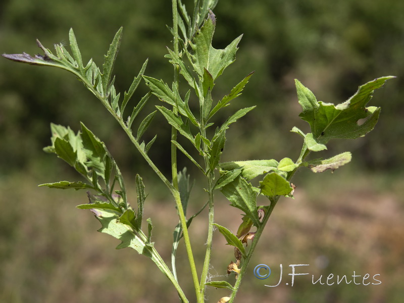 Centaurea cephalariifolia.04