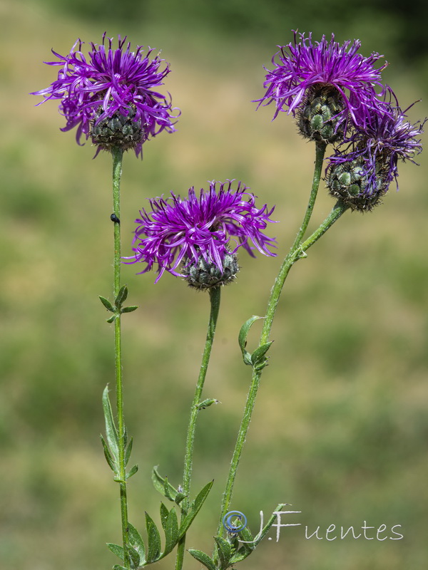 Centaurea cephalariifolia.06