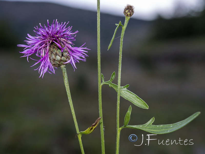 Centaurea cephalariifolia.07