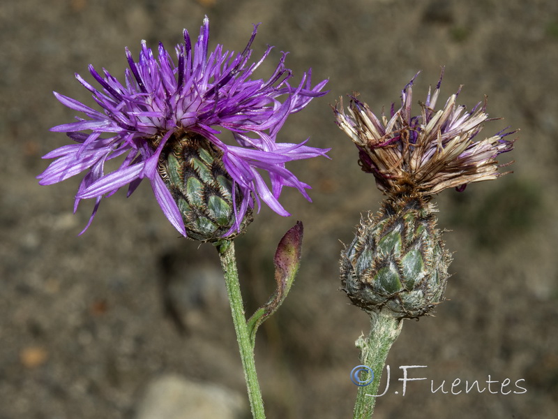 Centaurea cephalariifolia.08