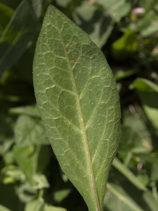 Centaurea cephalariifolia.13