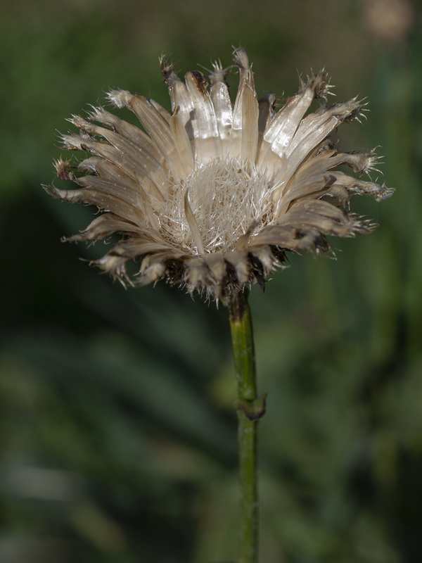 Centaurea cephalariifolia.16