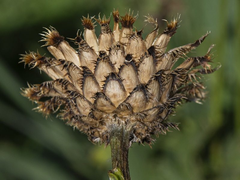 Centaurea cephalariifolia.18