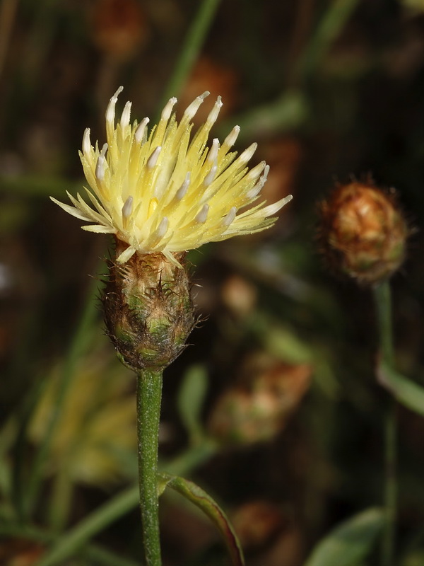 Centaurea citricolor.08