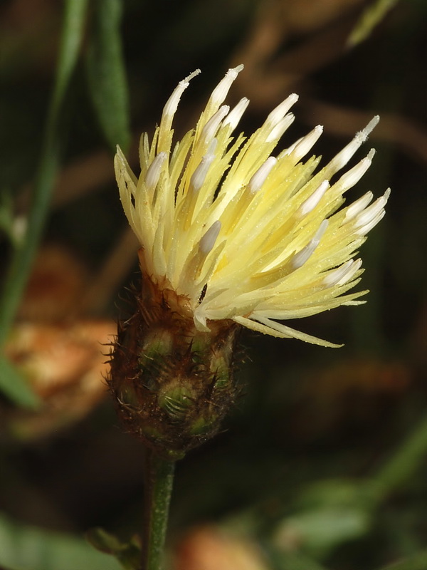 Centaurea citricolor.13