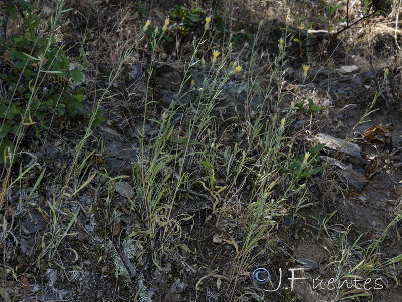 Centaurea citricolor.15