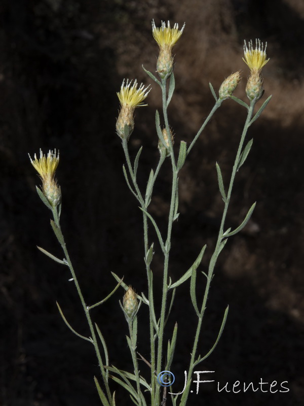 Centaurea citricolor.05