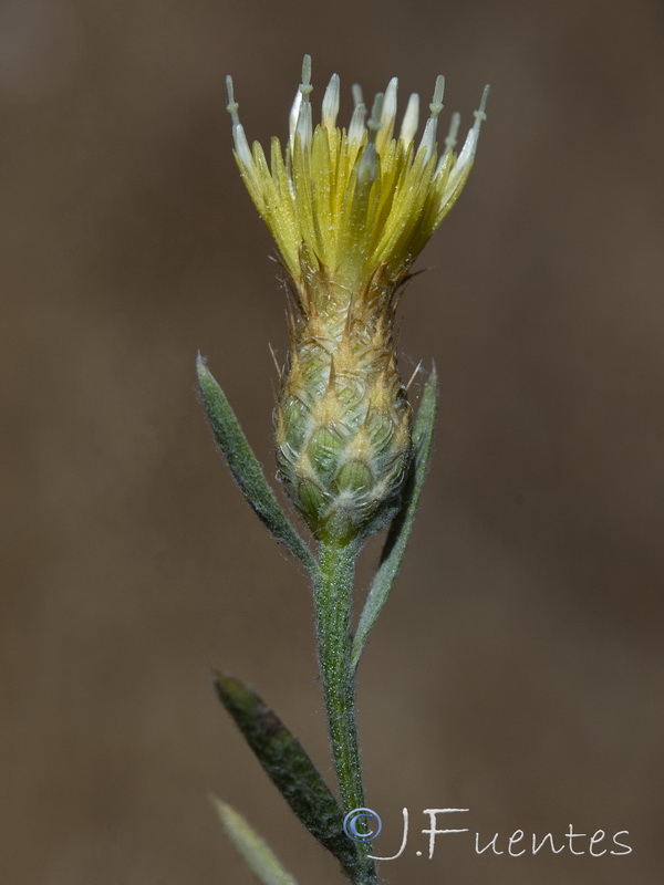 Centaurea citricolor.12