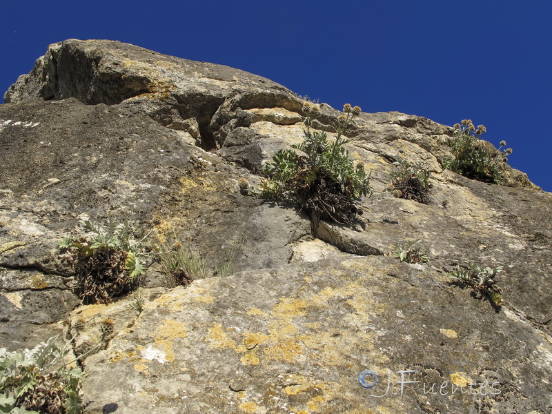 Centaurea clementei.01