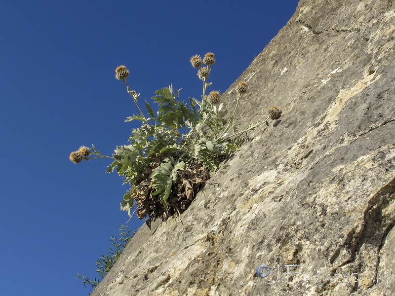 Centaurea clementei.02