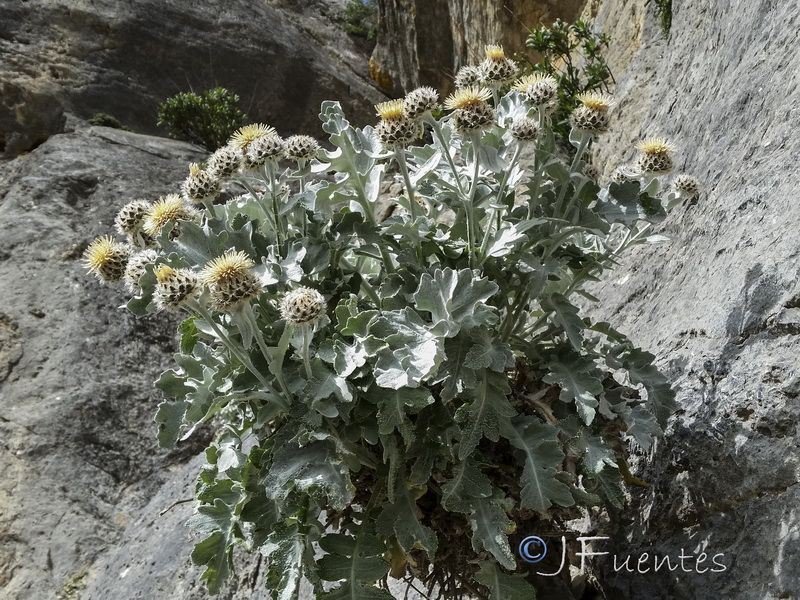Centaurea clementei.03