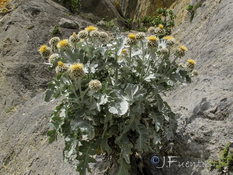Centaurea clementei.05