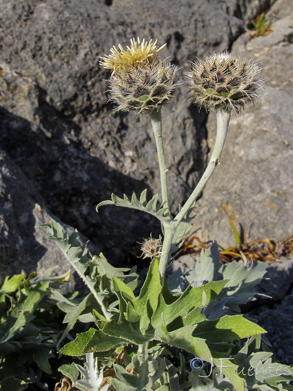 Centaurea clementei.07