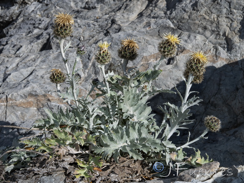 Centaurea clementei.06