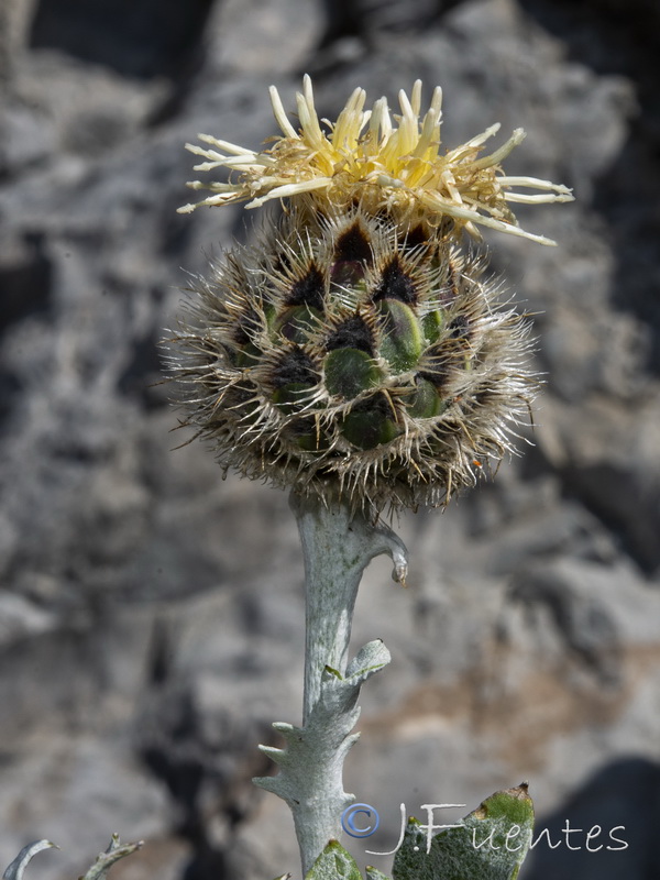 Centaurea clementei.10