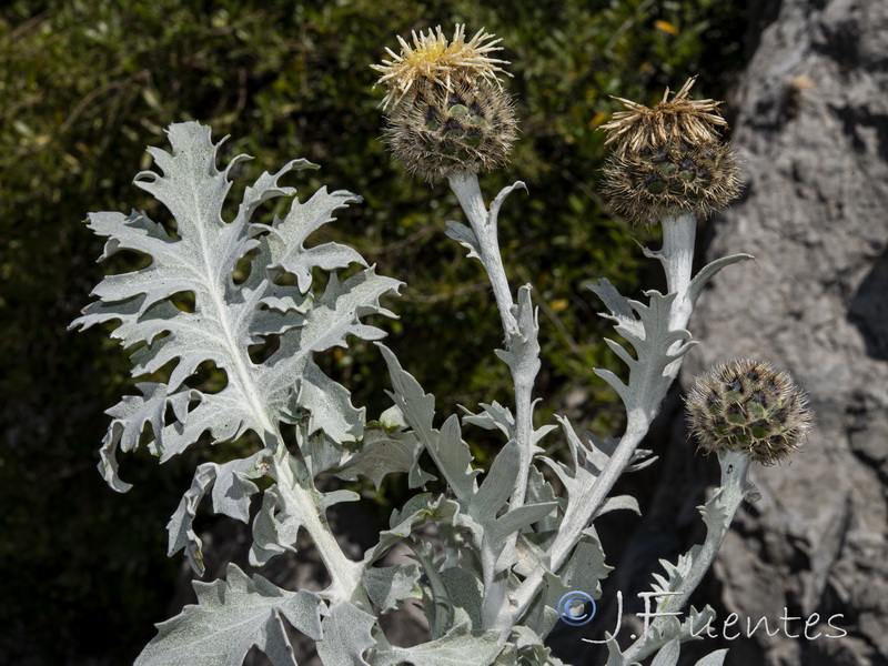 Centaurea clementei.11