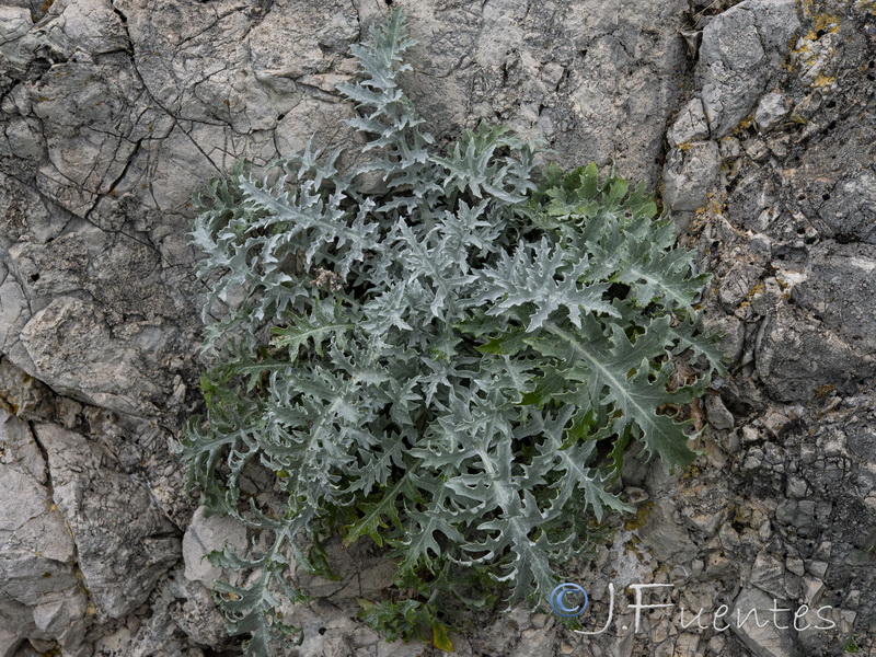 Centaurea clementei.04