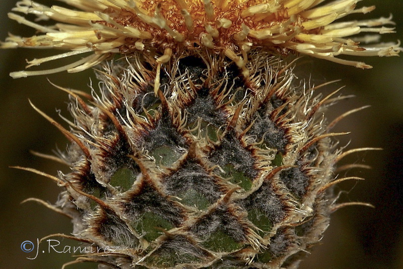 Centaurea clementei.20