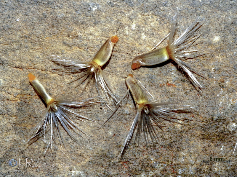 Centaurea clementei.22