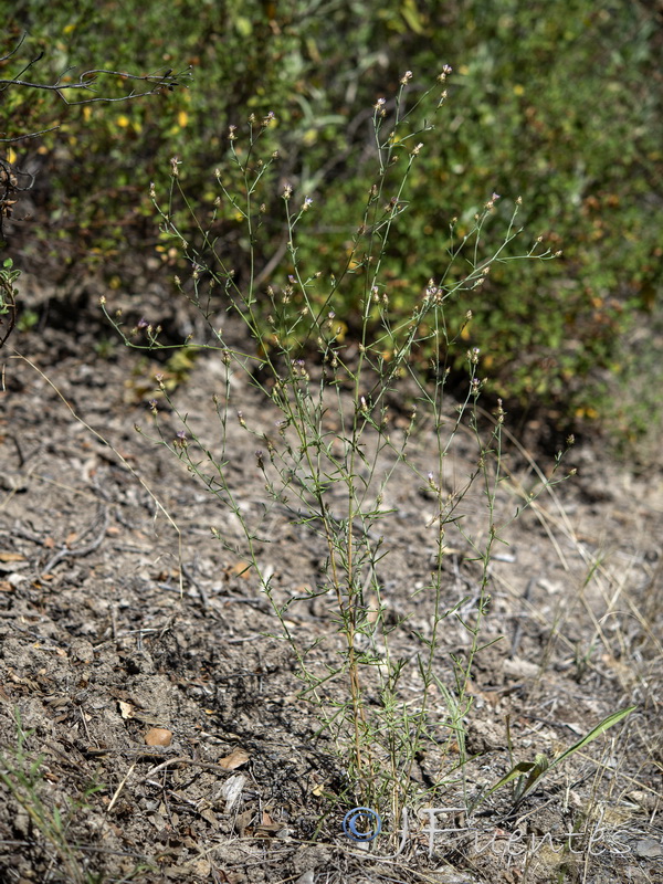 Centaurea cordubensis.02