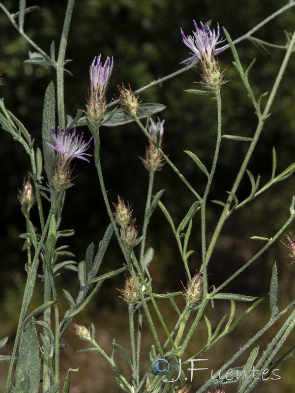 Centaurea cordubensis.05