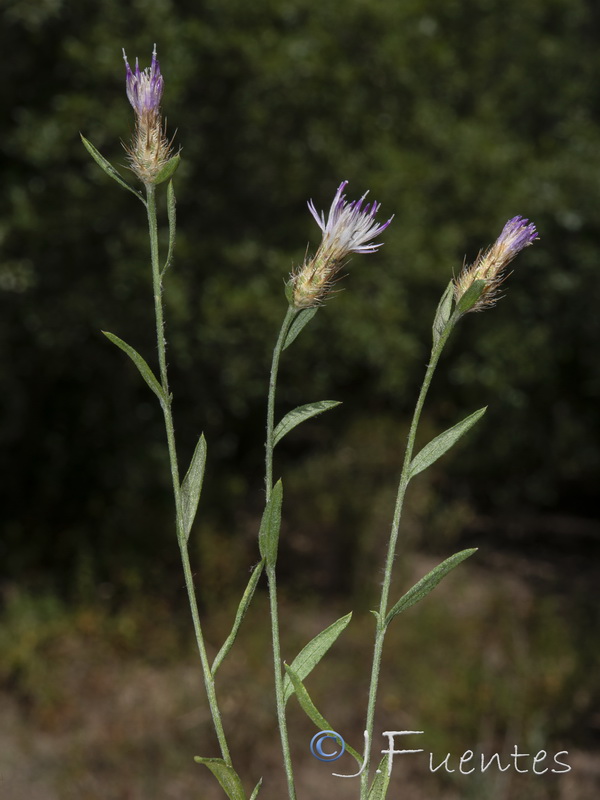 Centaurea cordubensis.06