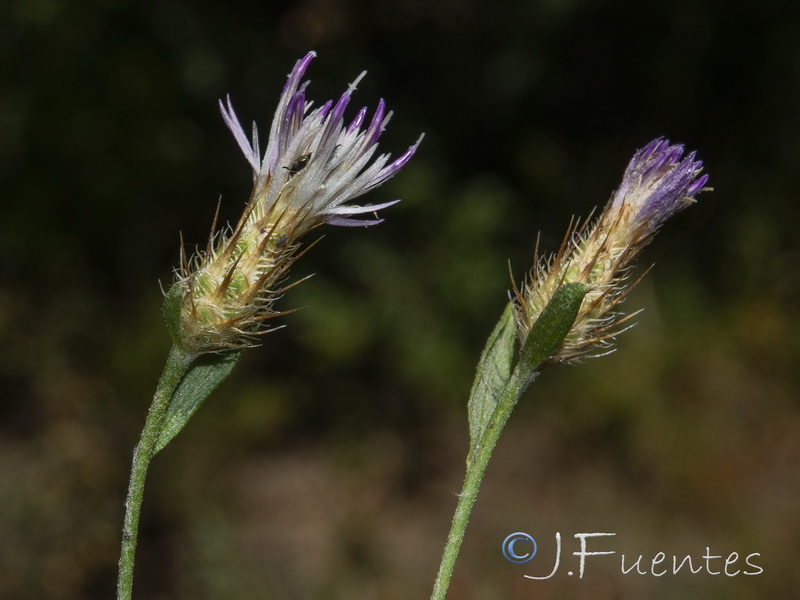 Centaurea cordubensis.07