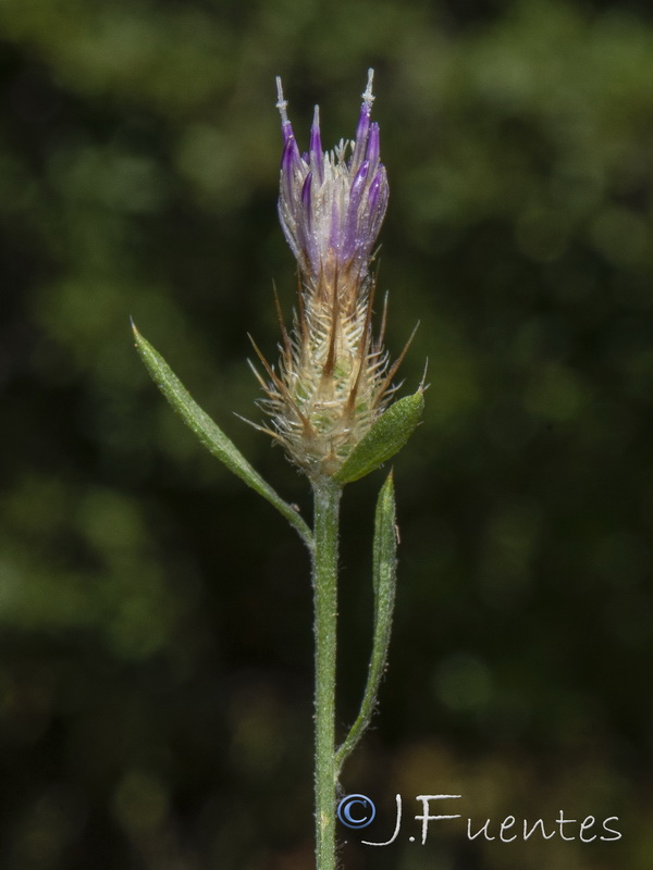 Centaurea cordubensis.08