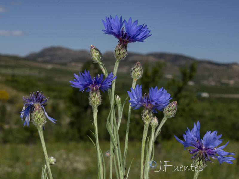 Centaurea cyanus.02