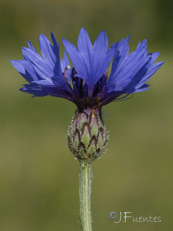 Centaurea cyanus.03