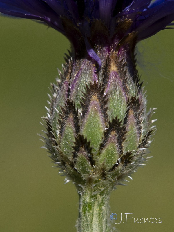 Centaurea cyanus.04
