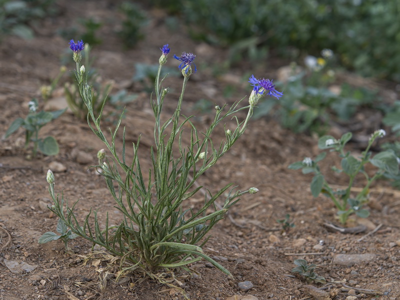 Centaurea cyanus.05