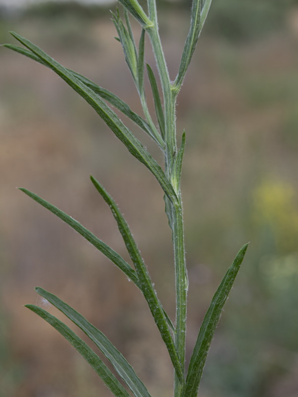 Centaurea cyanus.10