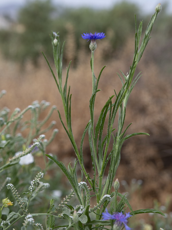 Centaurea cyanus.01