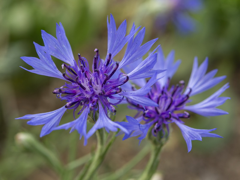 Centaurea cyanus.16