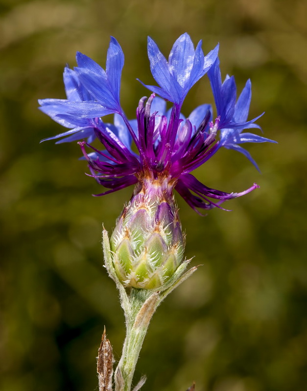 Centaurea depressa.01