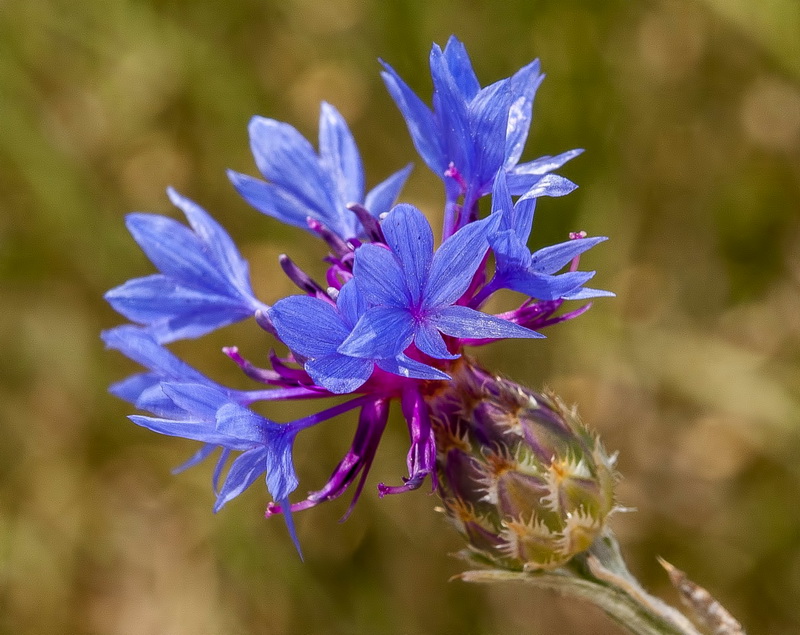 Centaurea depressa.05