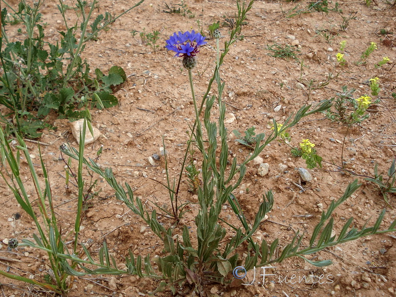 Centaurea depressa.07