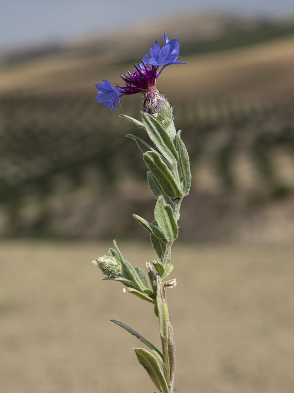 Centaurea depressa.16