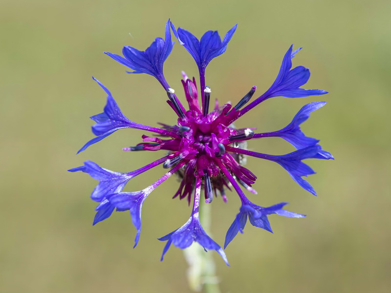 Centaurea depressa.20