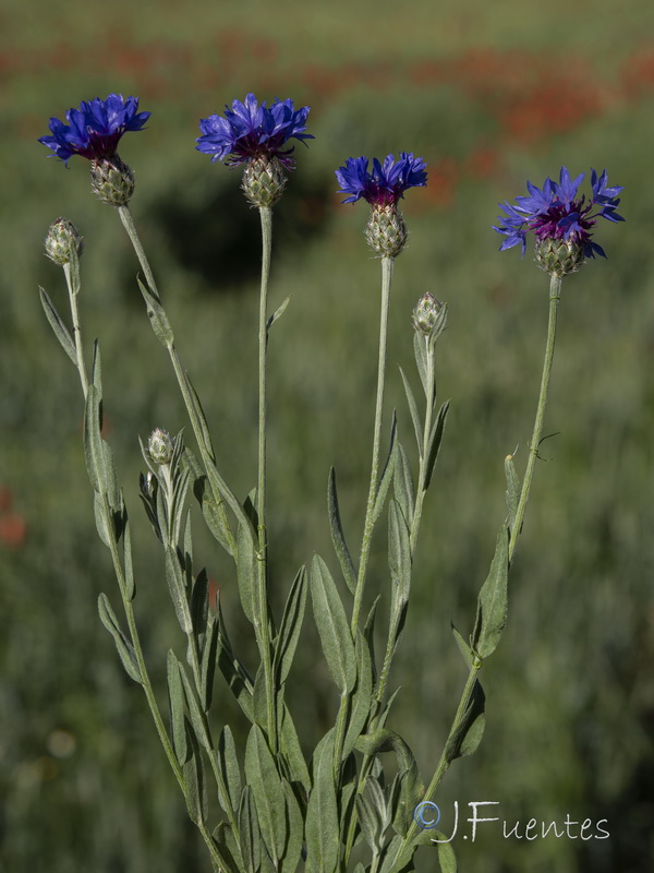 Centaurea depressa.25