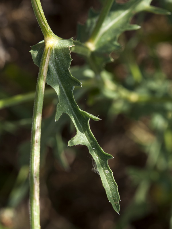 Centaurea diluta.02