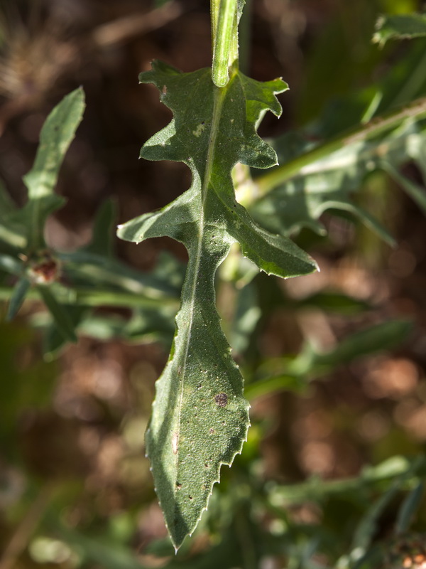 Centaurea diluta.03