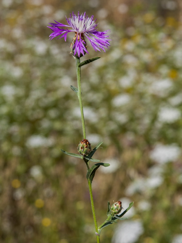 Centaurea diluta.05