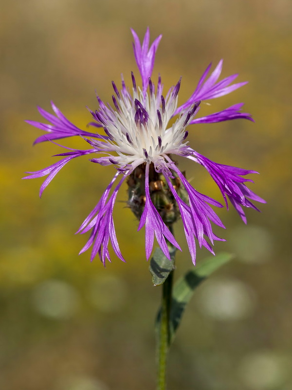 Centaurea diluta.06