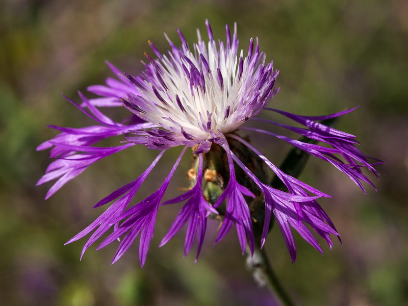 Centaurea diluta.08