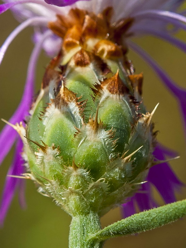 Centaurea diluta.11