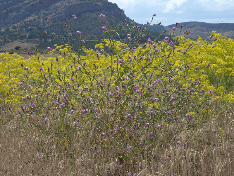 Centaurea diluta.12