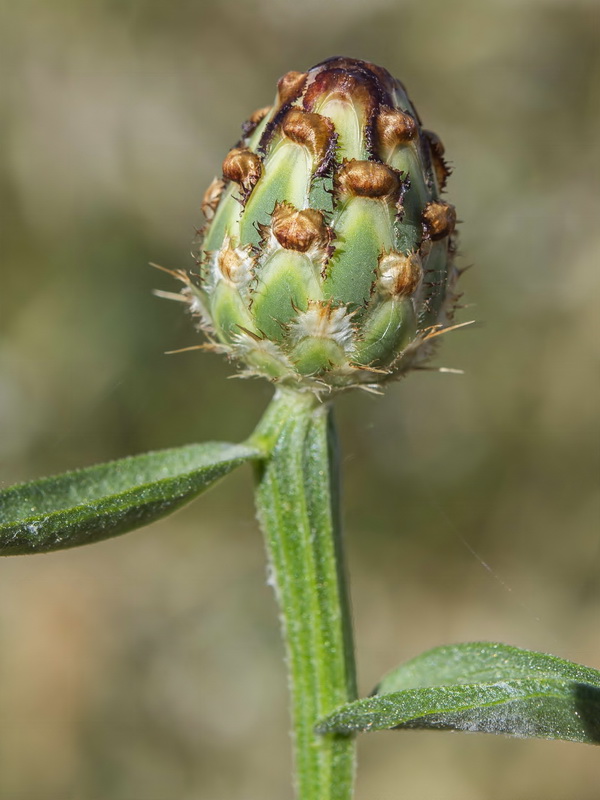 Centaurea diluta.04