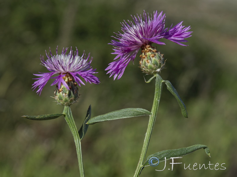 Centaurea diluta.25